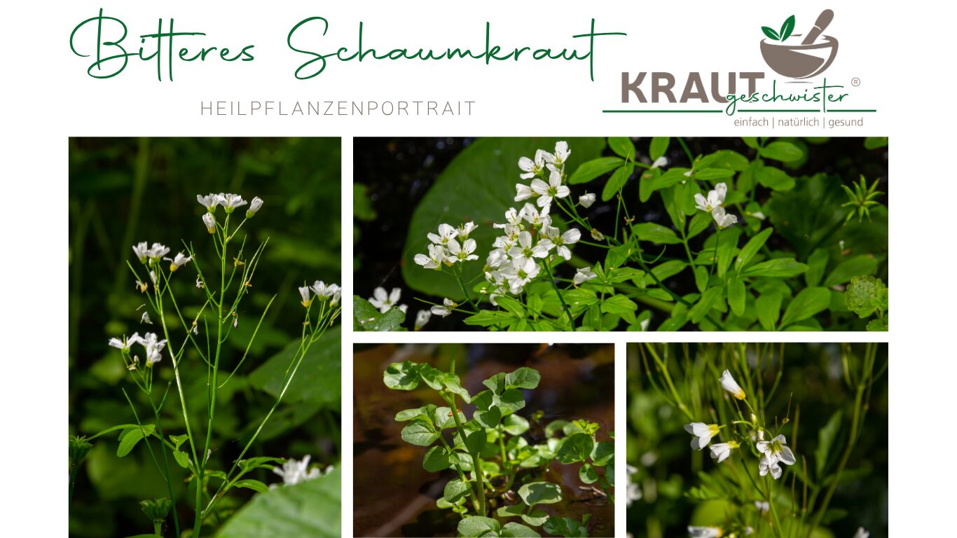 Mehr über den Artikel erfahren Bitteres Schaumkraut – Heilpflanzenportrait