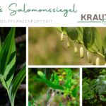 Echtes Salomonssiegel Heilpflanzenportrait