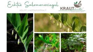 Echtes Salomonssiegel Heilpflanzenportrait