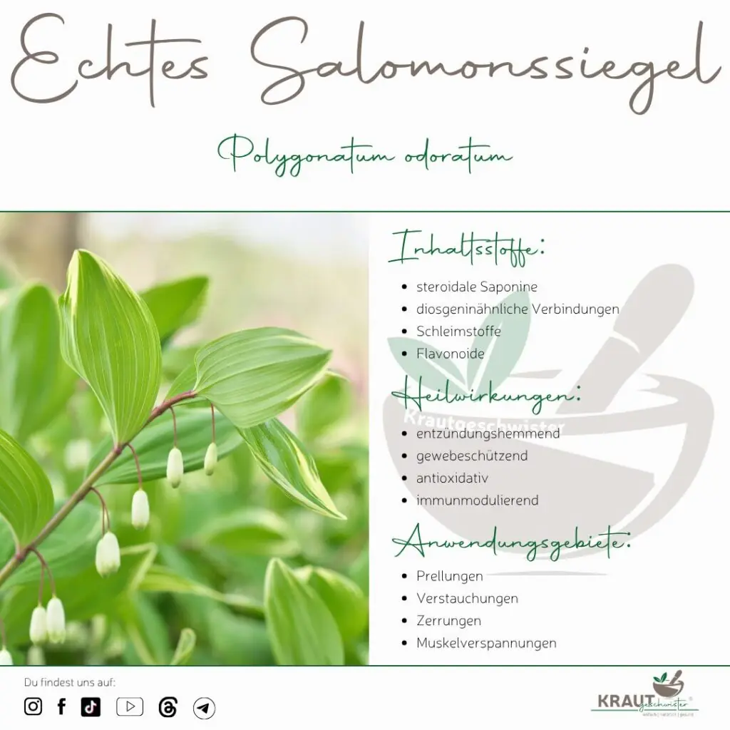 Echtes Salomonssiegel Heilpflanzenportrait