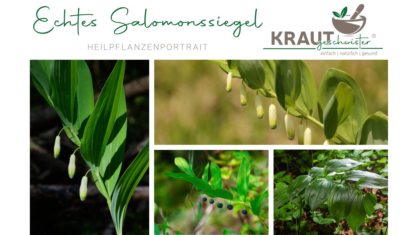 Echtes Salomonssiegel Heilpflanzenportrait