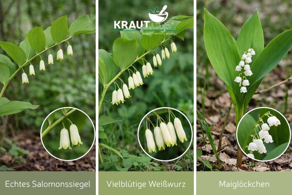 Echtes Salomonssiegel Heilpflanzenportrait