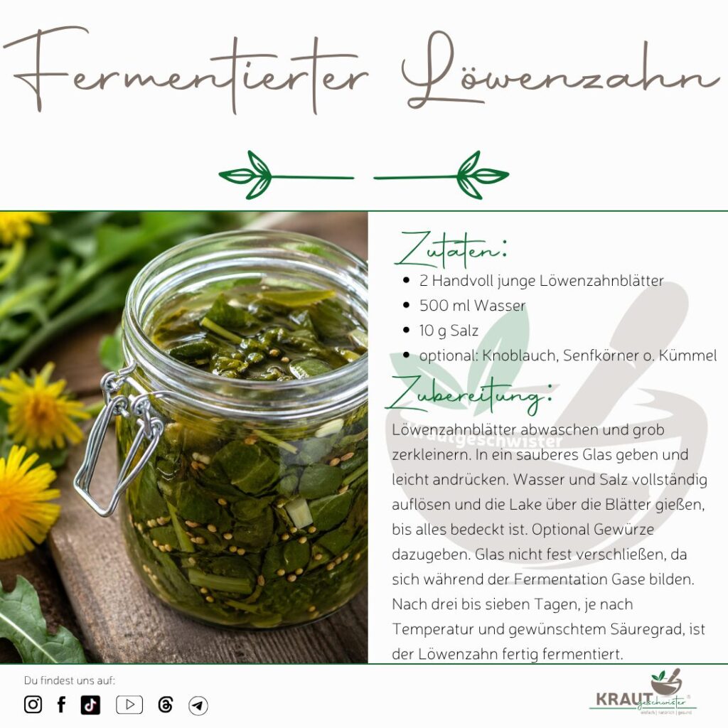 Fermentierter L&ouml;wenzahn