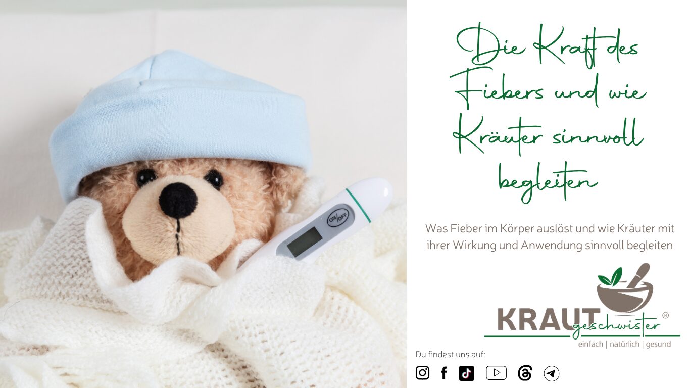 Mehr über den Artikel erfahren Die Kraft des Fiebers und wie Kräuter sinnvoll begleiten
