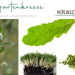Gartenkresse Heilpflanzenportrait