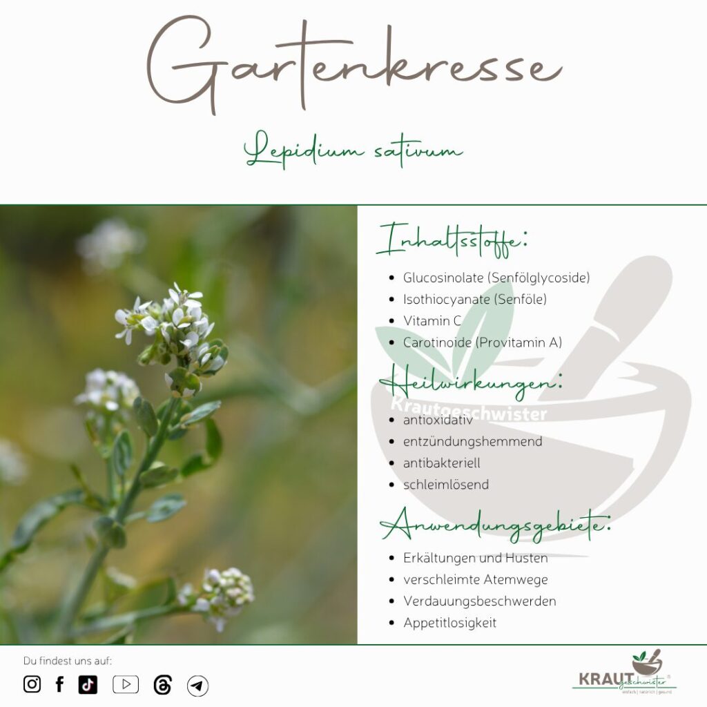 Gartenkresse Heilpflanzenportrait