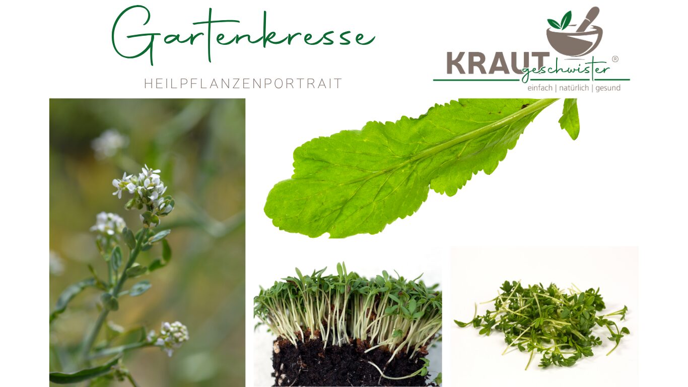 Gartenkresse Heilpflanzenportrait