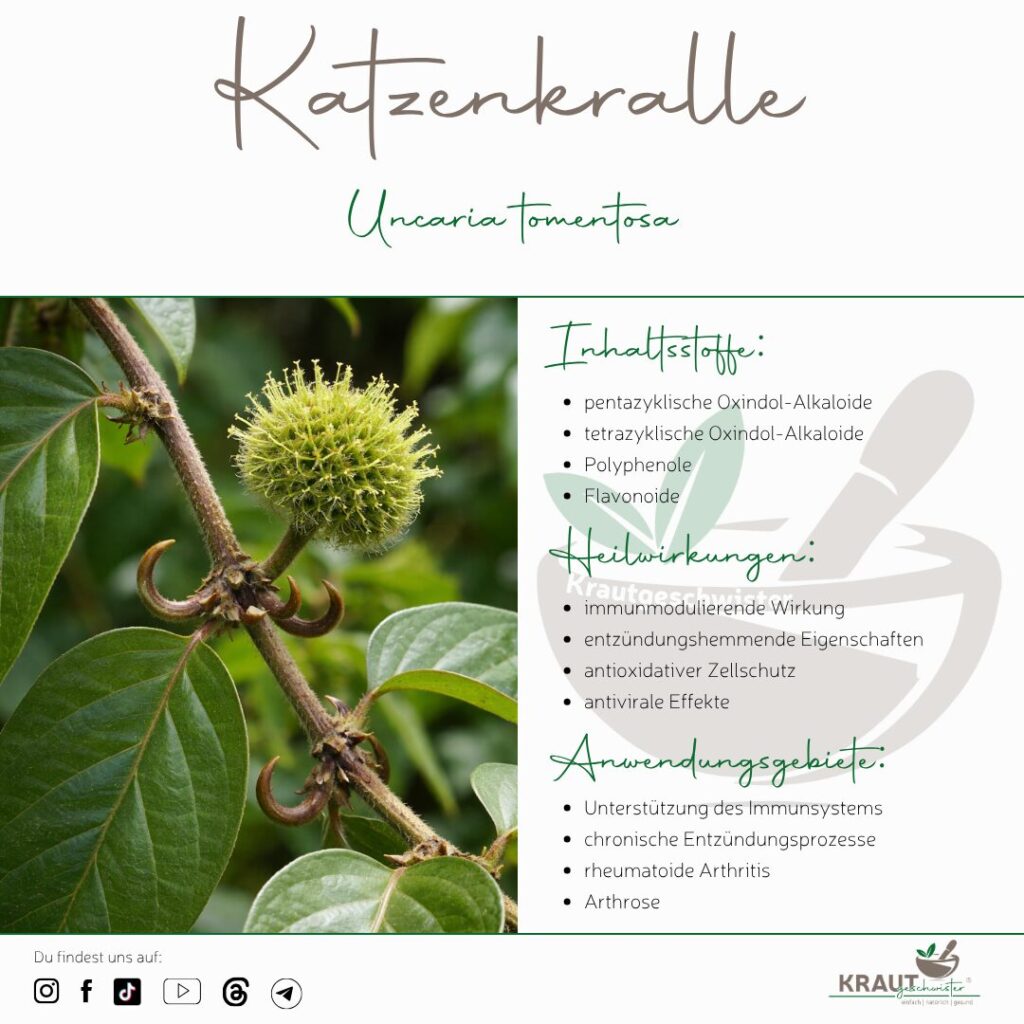 Katzenkralle Heilpflanzenportrait