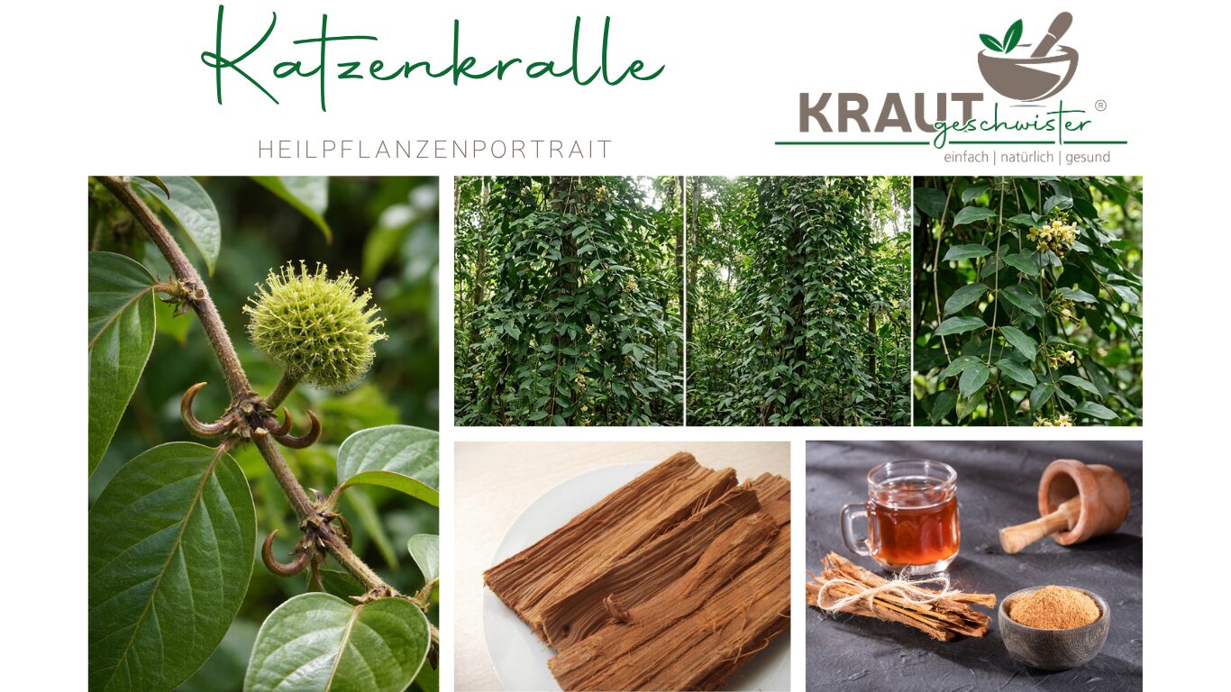 Mehr über den Artikel erfahren Katzenkralle Heilpflanzenportrait