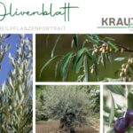 Olivenblatt Heilpflanzenportrait