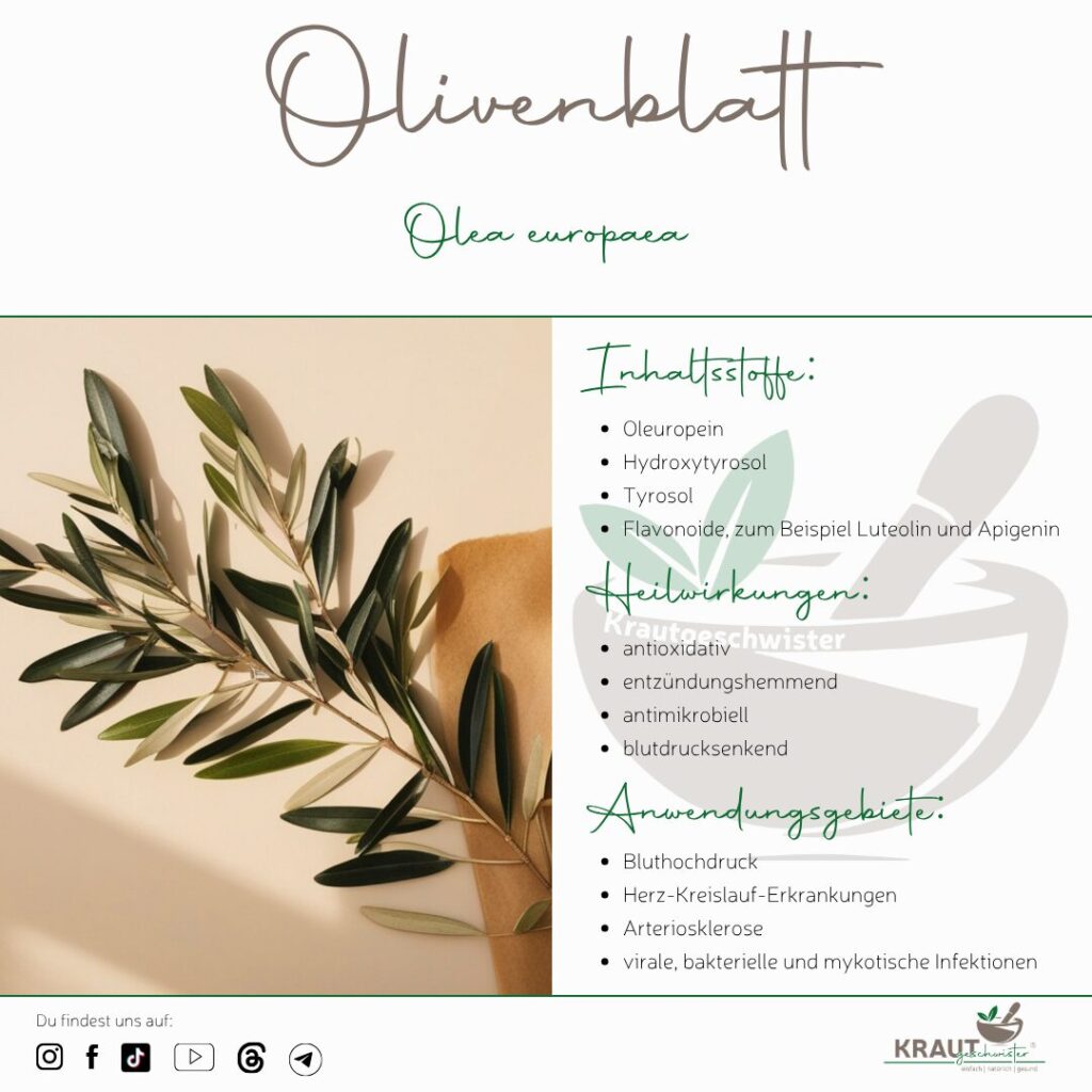 Olivenblatt Heilpflanzenportrait