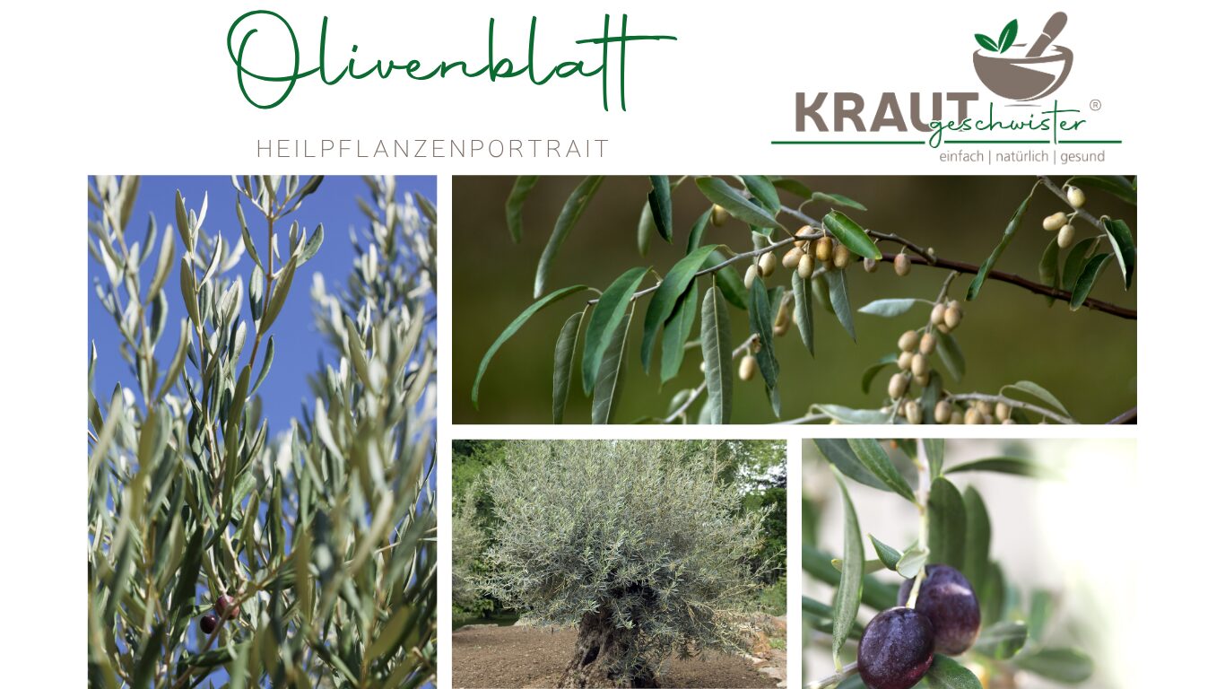 Olivenblatt Heilpflanzenportrait