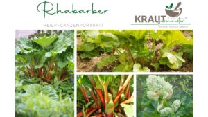 Rhabarber Heilpflanzenportrait