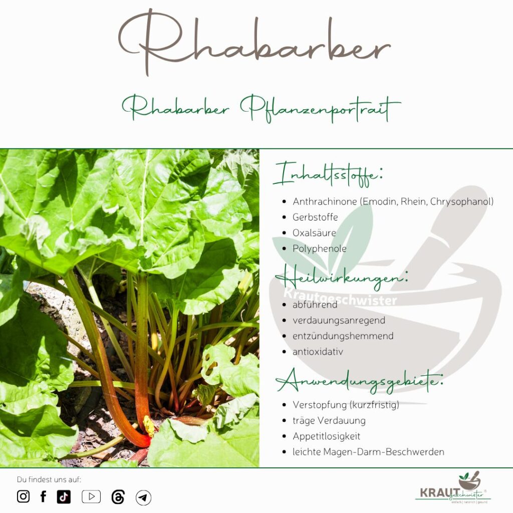 Rhabarber Heilpflanzenportrait
