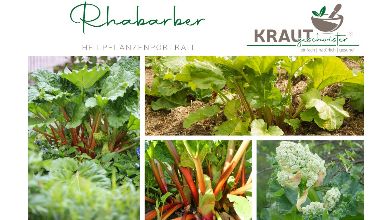 Mehr über den Artikel erfahren Rhabarber Heilpflanzenportrait