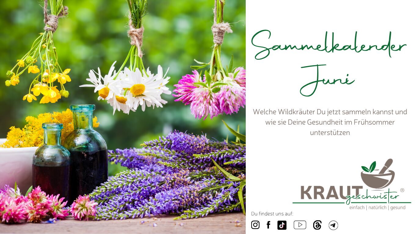 Mehr über den Artikel erfahren Sammelkalender Juni