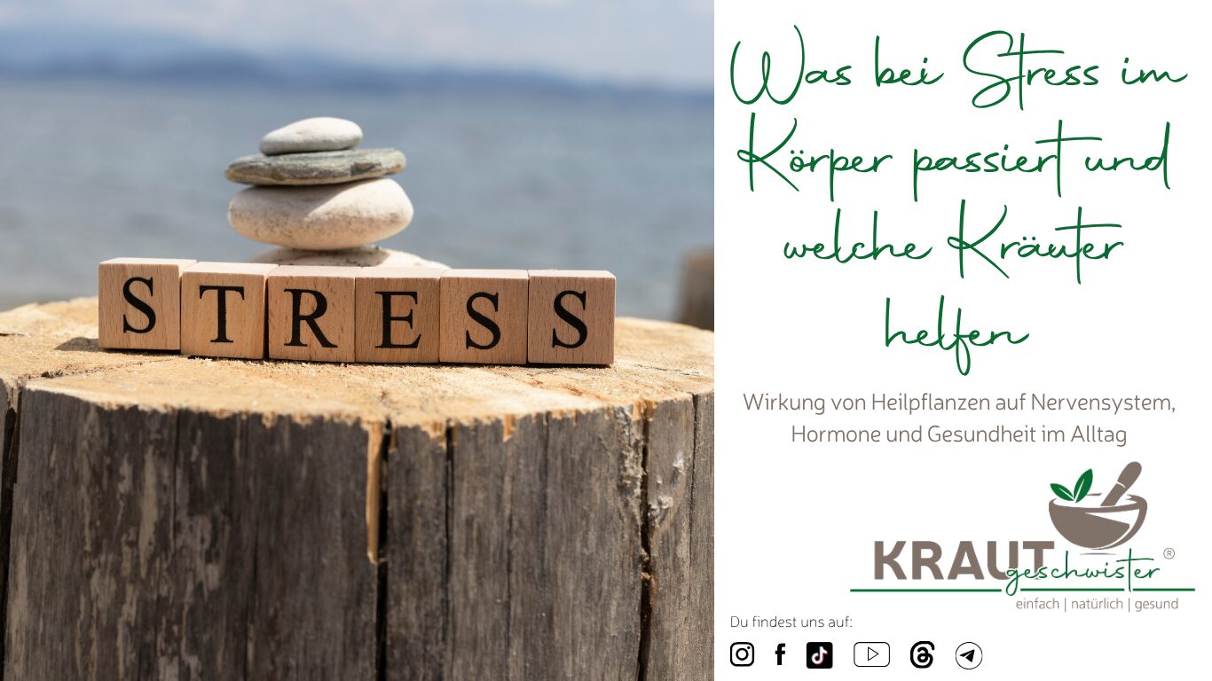 Mehr über den Artikel erfahren Was bei Stress im Körper passiert und welche Kräuter helfen