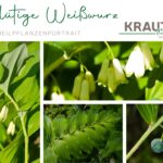 Vielblütige Weißwurz Heilpflanzenportrait
