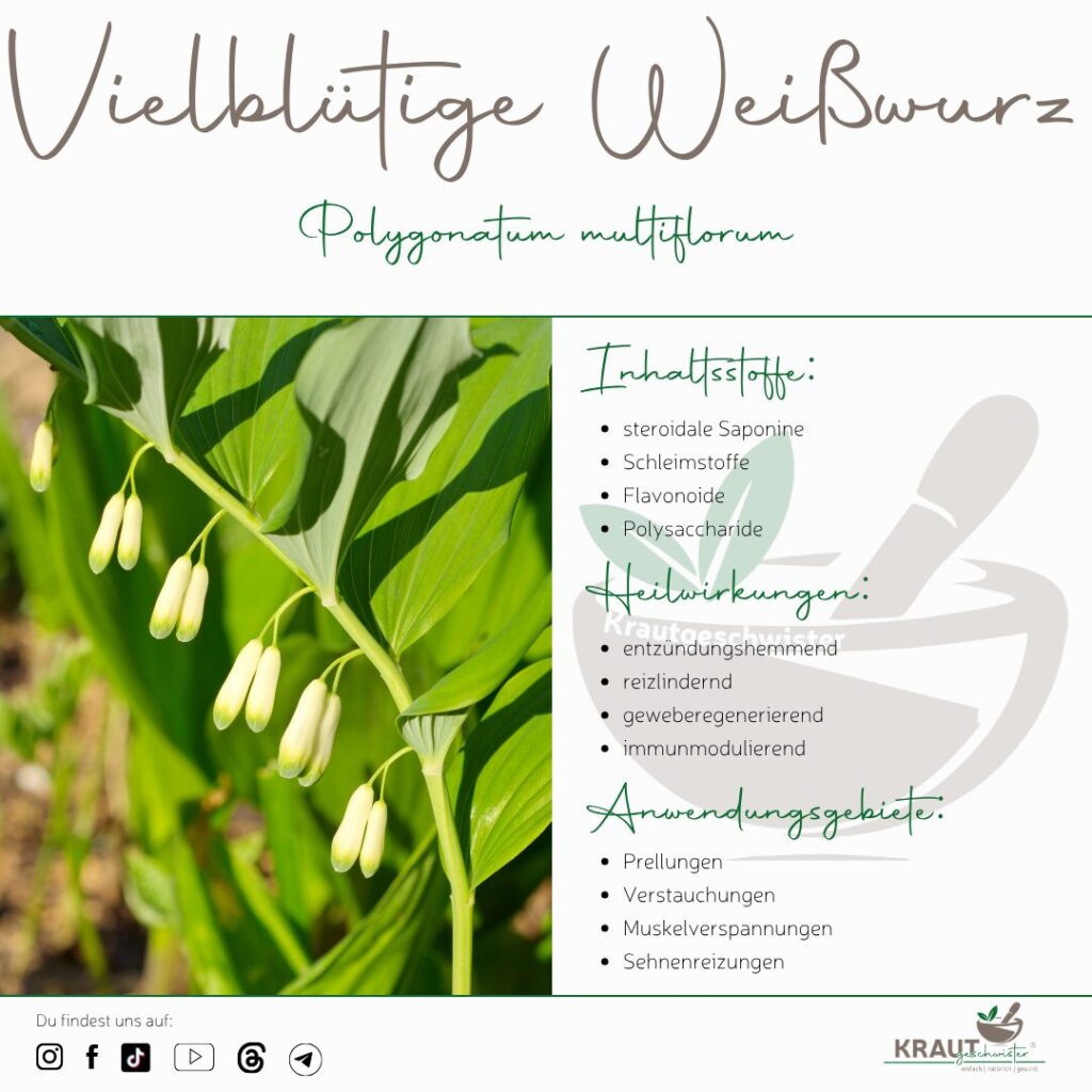 Vielbl&uuml;tige Wei&szlig;wurz Heilpflanzenportrait