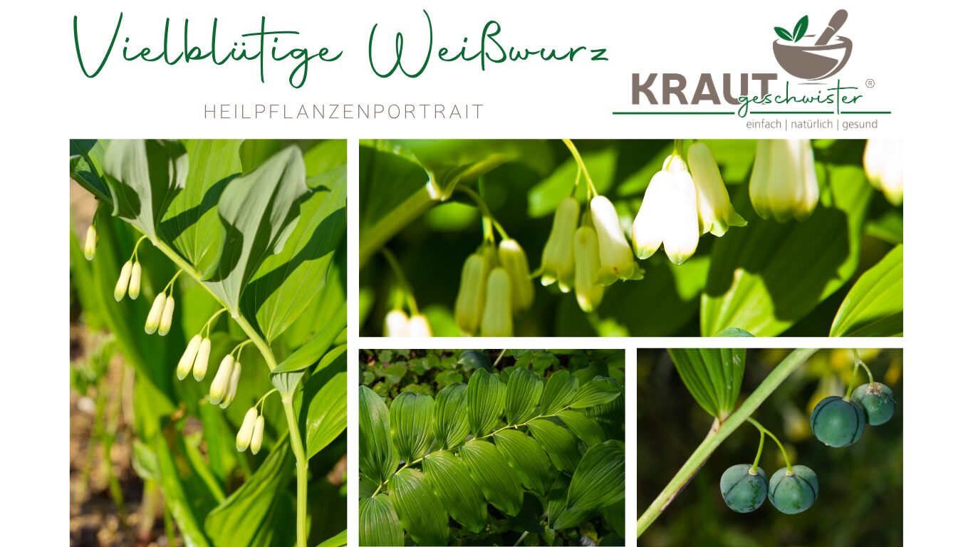 Vielbl&uuml;tige Wei&szlig;wurz Heilpflanzenportrait