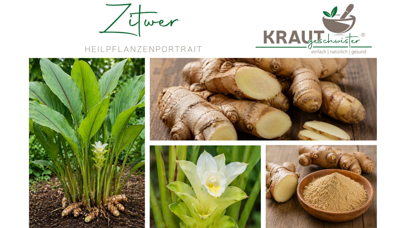 Mehr über den Artikel erfahren Zitwer Heilpflanzenportrait