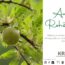 Amlaöl – das traditionelle Haaröl aus Indien zwischen Ayurveda, Forschung und moderner Pflanzenkosmetik