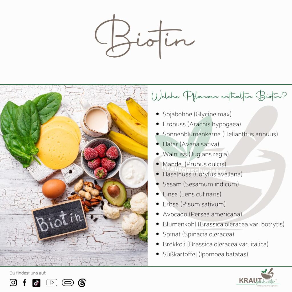 Biotin – Mehr als ein Schönheitsvitamin