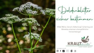 Doldenbl&uuml;tler sicher bestimmen