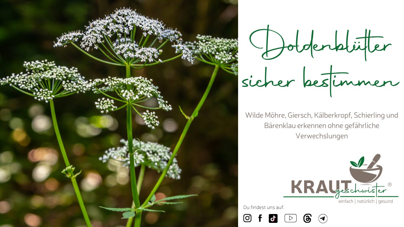 Doldenbl&uuml;tler sicher bestimmen