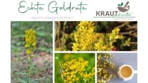 Echte Goldrute Heilpflanzenportrait