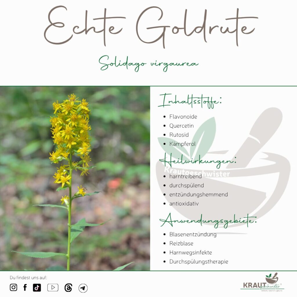 Echte Goldrute Heilpflanzenportrait