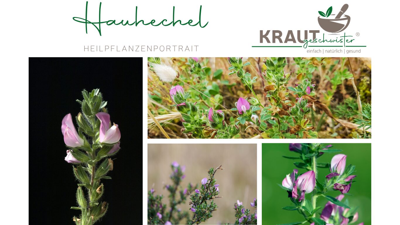 Mehr über den Artikel erfahren Hauhechel – die dornige Heilpflanze für Blase, Nieren und einen trägen Stoffwechsel