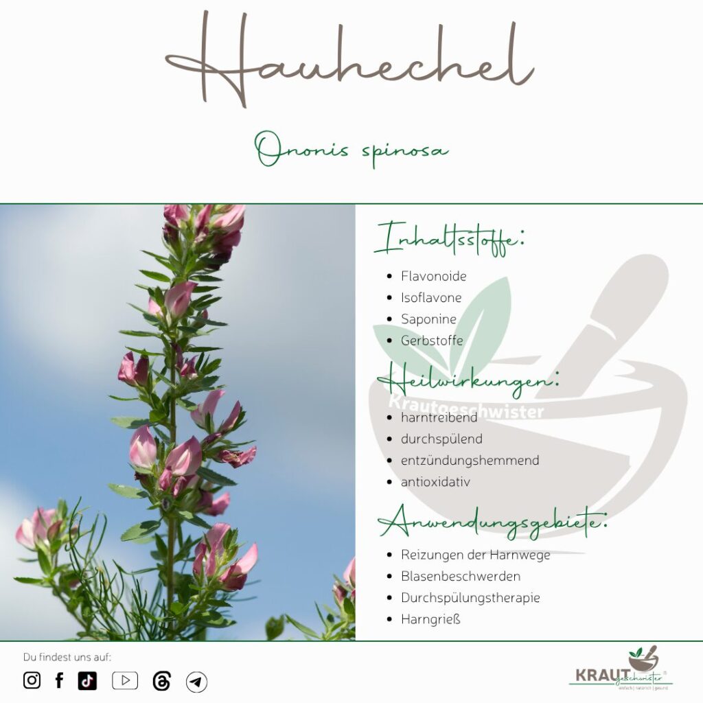 Hauhechel &ndash; die dornige Heilpflanze f&uuml;r Blase, Nieren und einen tr&auml;gen Stoffwechsel