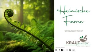 Heimische Farne – Heilkraut oder Risiko?