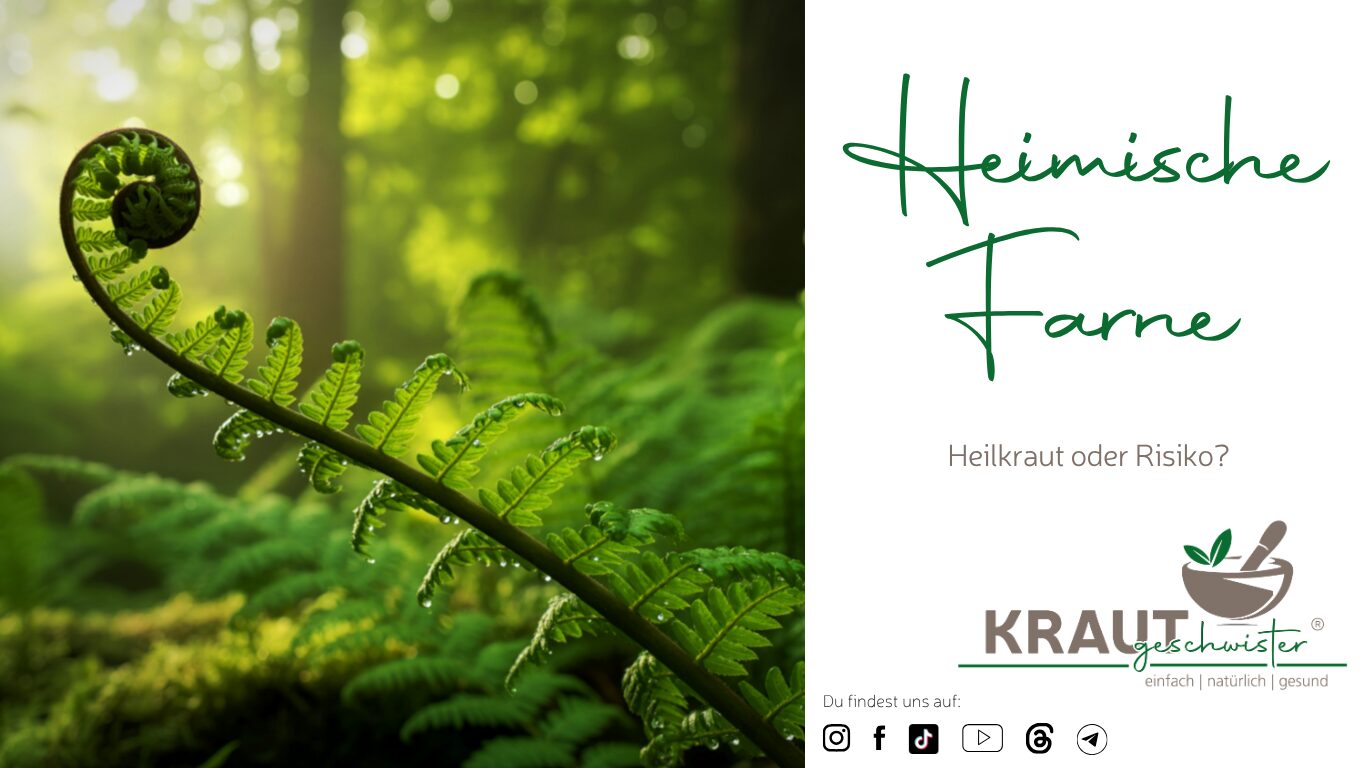 Heimische Farne &ndash; Heilkraut oder Risiko?