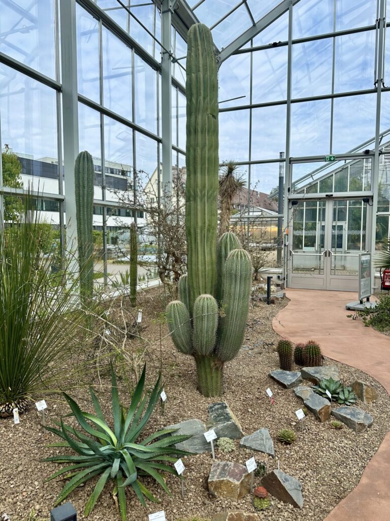 Pflanzenrausch im Botanischen Garten Mainz 🌿