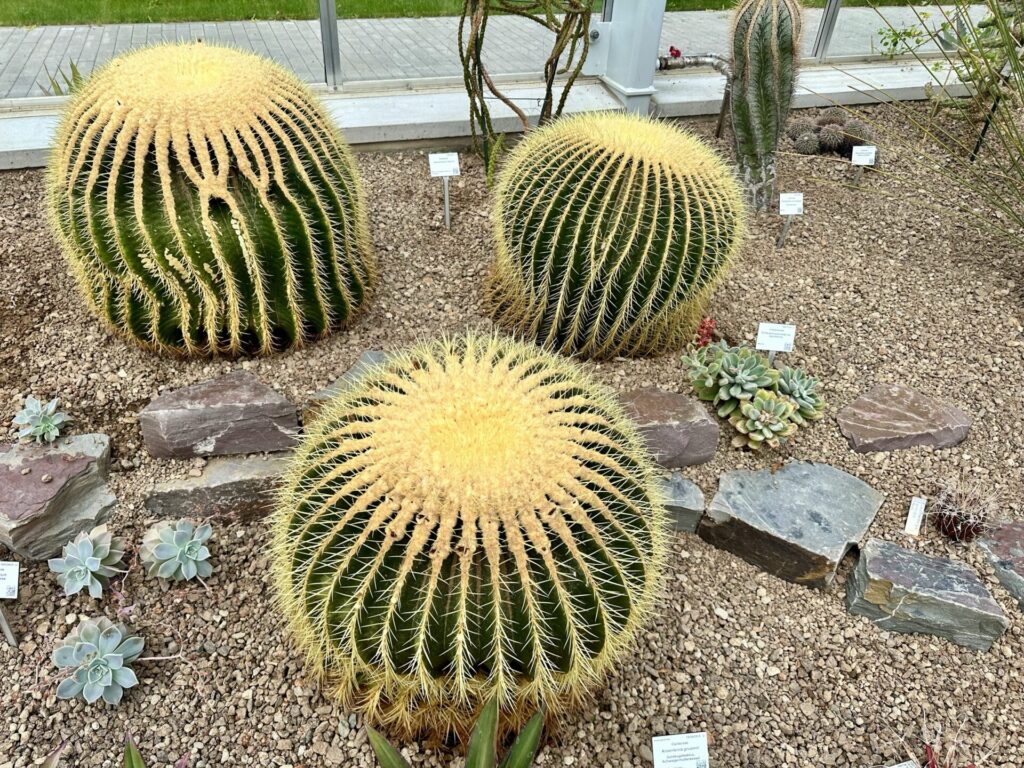 Pflanzenrausch im Botanischen Garten Mainz 🌿