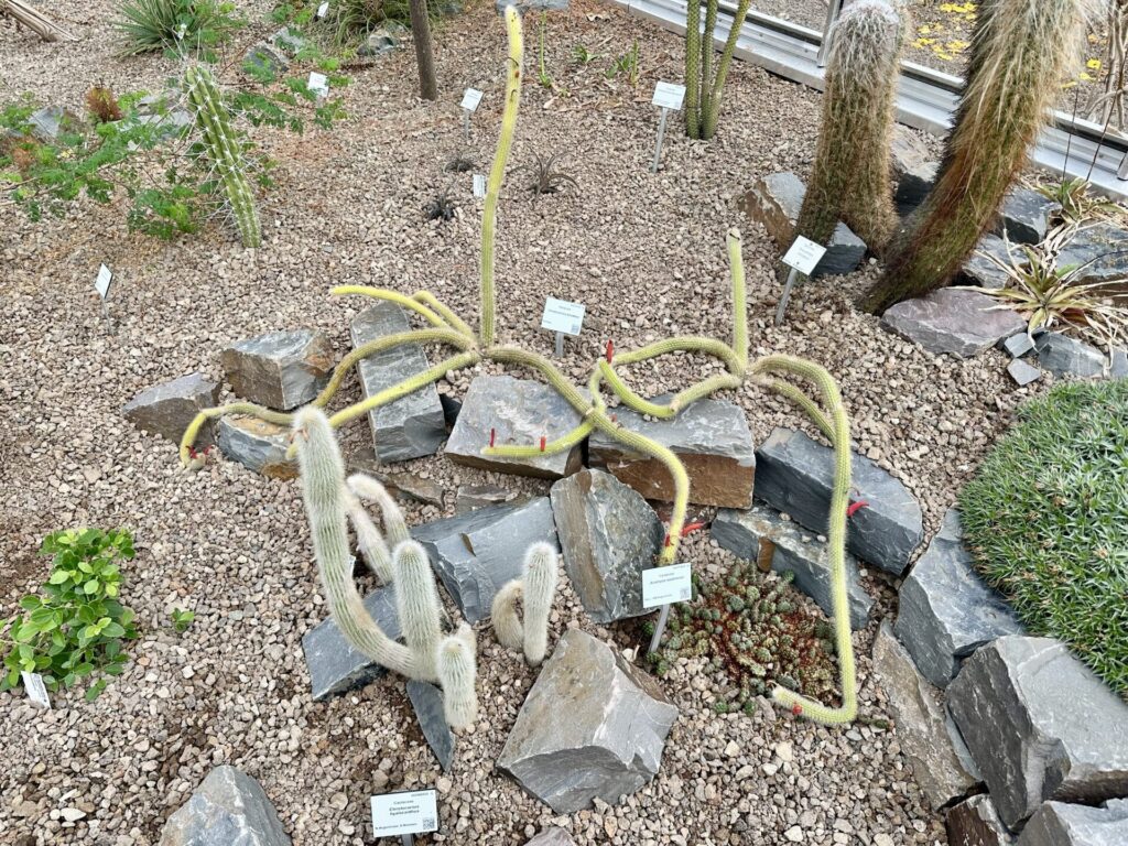 Pflanzenrausch im Botanischen Garten Mainz 🌿