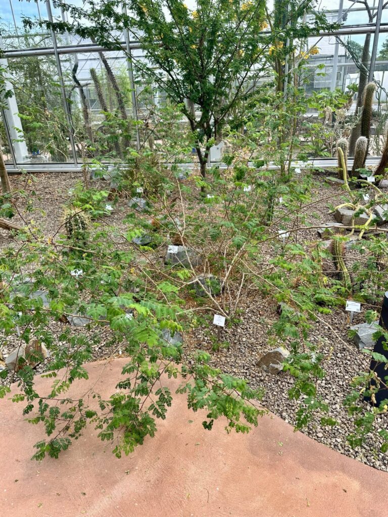 Pflanzenrausch im Botanischen Garten Mainz 🌿