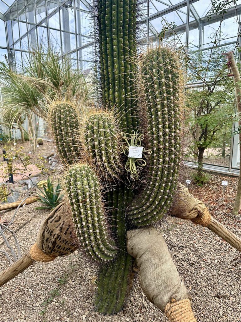 Pflanzenrausch im Botanischen Garten Mainz 🌿