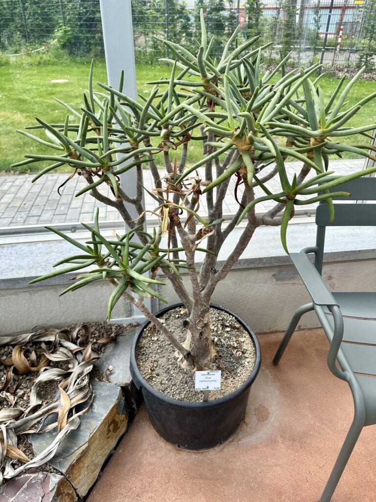 Pflanzenrausch im Botanischen Garten Mainz 🌿