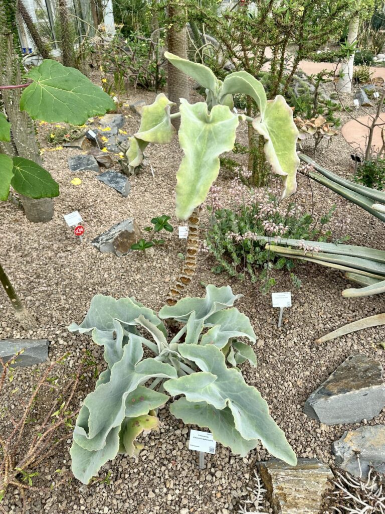 Pflanzenrausch im Botanischen Garten Mainz 🌿