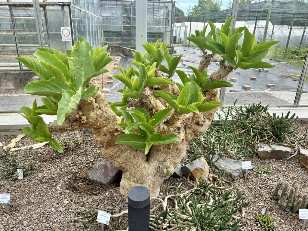 Pflanzenrausch im Botanischen Garten Mainz 🌿