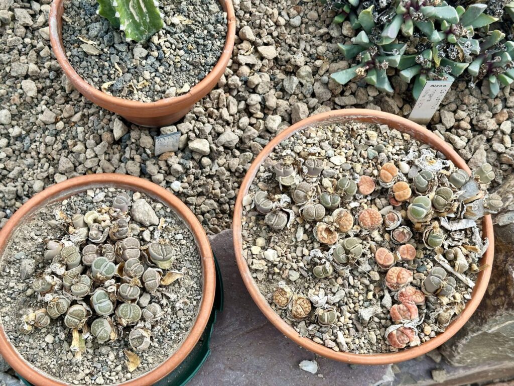 Pflanzenrausch im Botanischen Garten Mainz 🌿