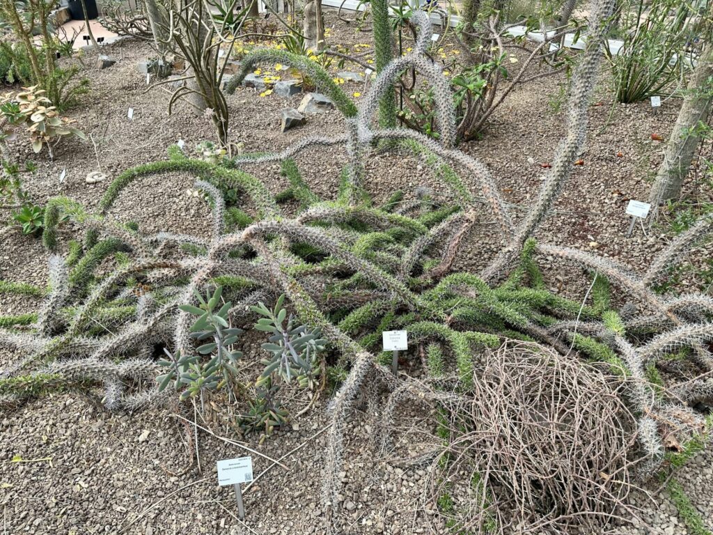 Pflanzenrausch im Botanischen Garten Mainz 🌿