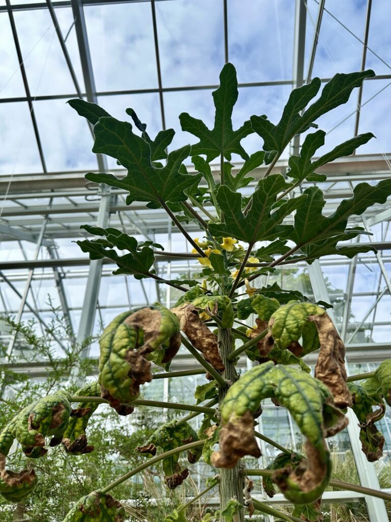Pflanzenrausch im Botanischen Garten Mainz 🌿