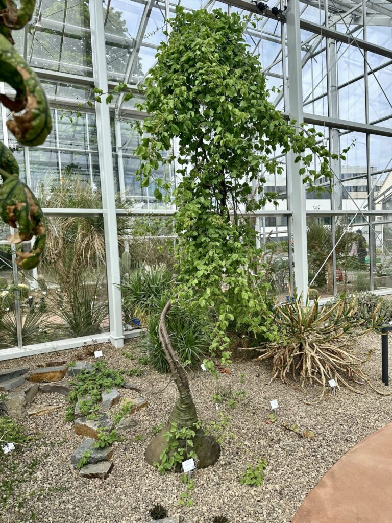 Pflanzenrausch im Botanischen Garten Mainz 🌿
