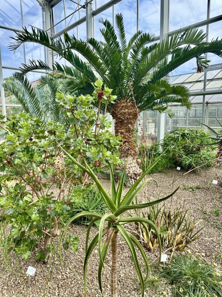 Pflanzenrausch im Botanischen Garten Mainz 🌿