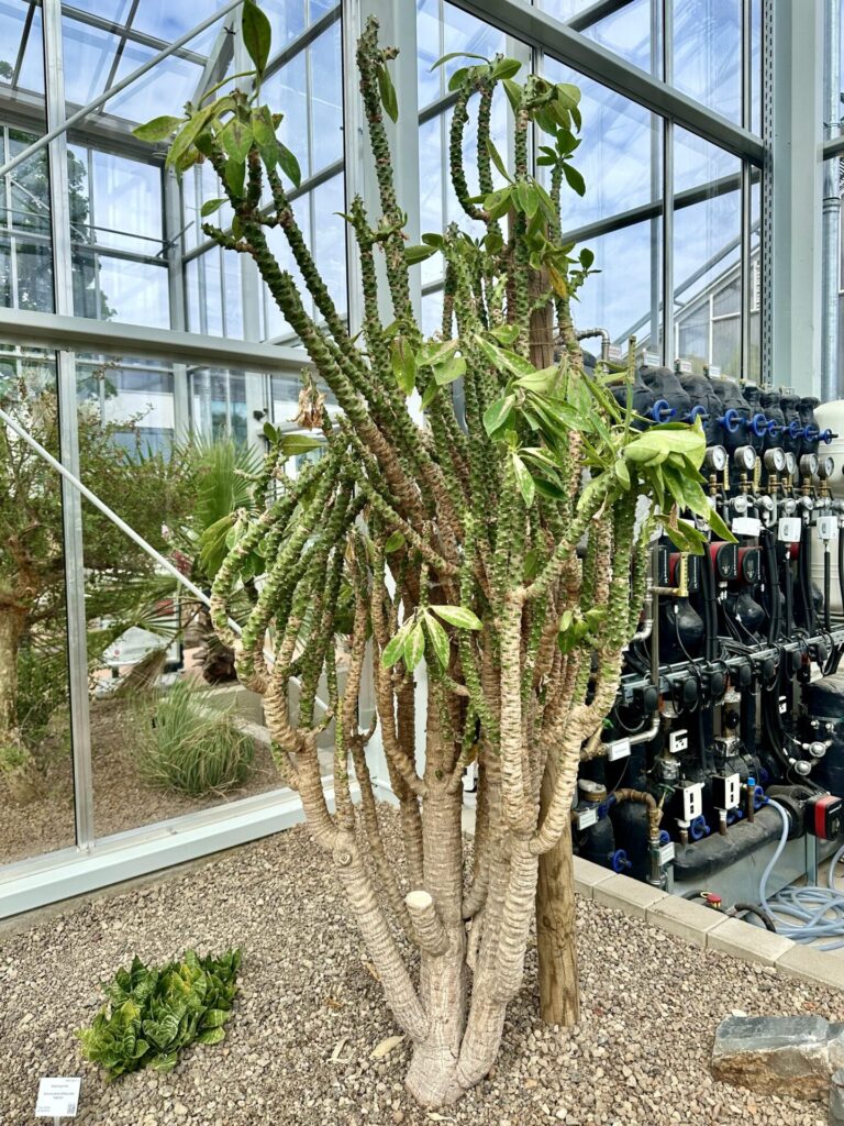 Pflanzenrausch im Botanischen Garten Mainz 🌿
