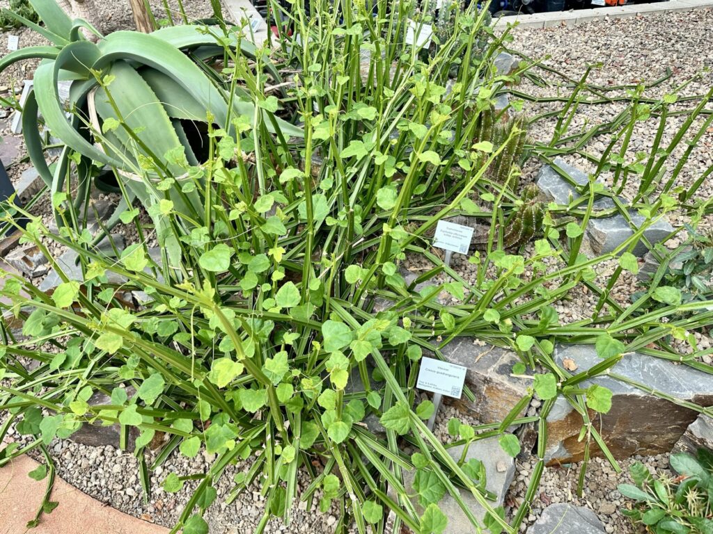 Pflanzenrausch im Botanischen Garten Mainz 🌿